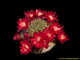 Sulcorebutia vasqueziana ssp. losenickyana HS1a 2160